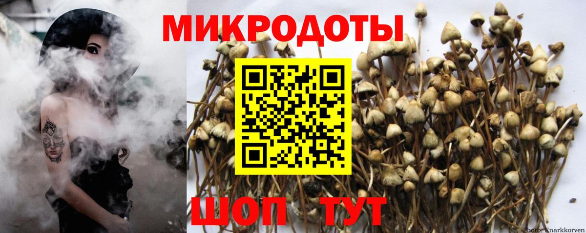 Псилоцибиновые грибы Psilocybe Самара
